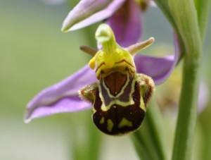 ophrys abeille