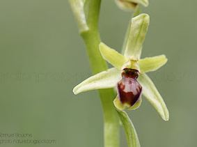 ophrys arraignée