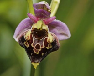 ophrys bourdon 1