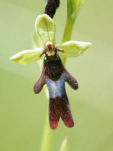 ophrys mouche