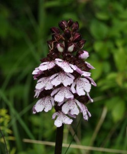 orchis pourpre 2